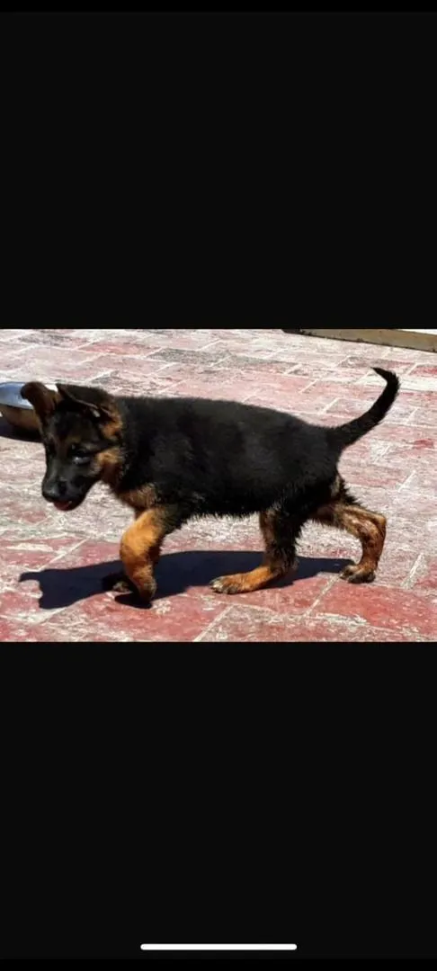 Chiot Berger Allemand