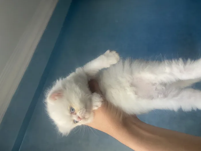 Chatons persans