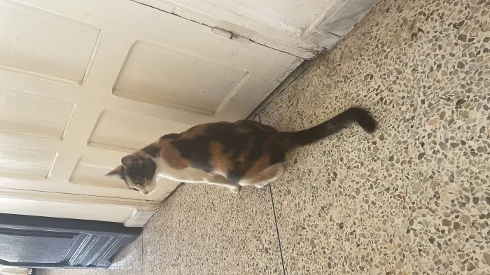 Une chat adoptée