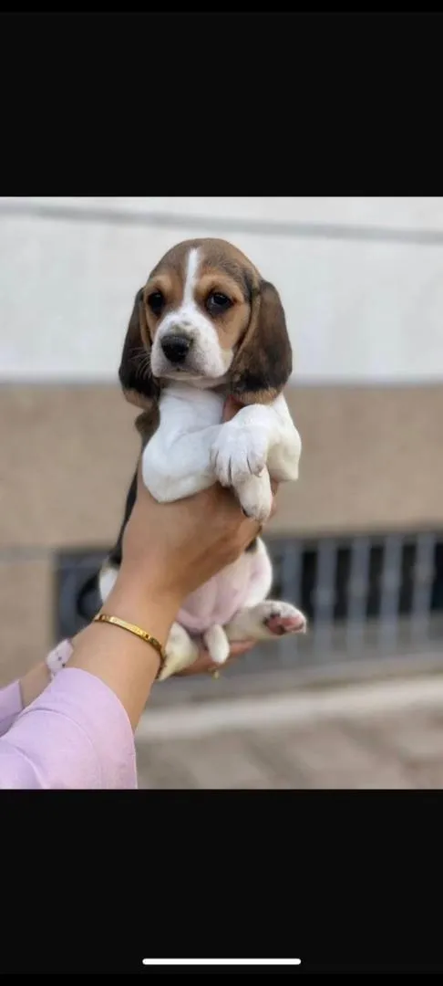 chiot beagle