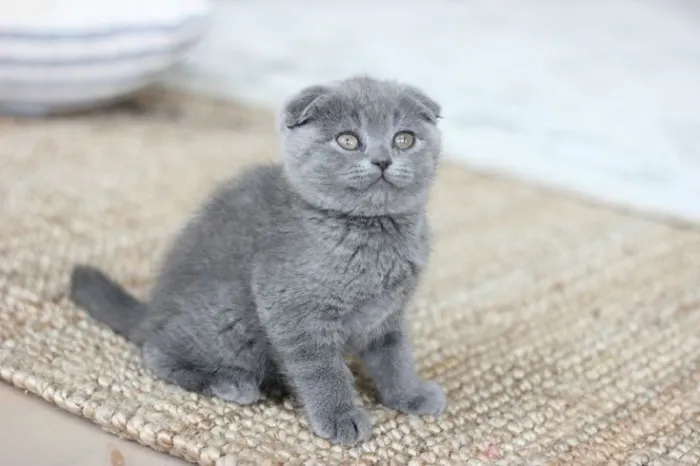 Scottish fold vacciné
