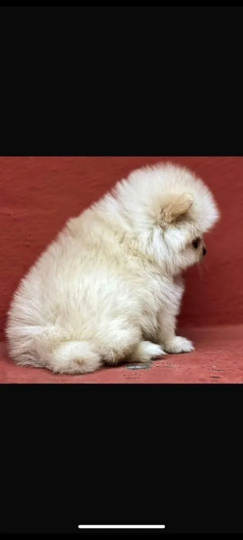 Chiot Spitz nain