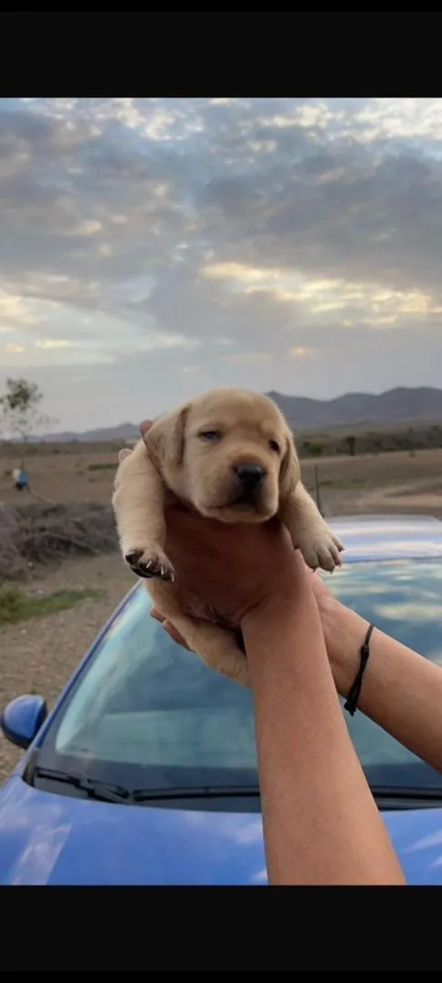 Chiot Labrador