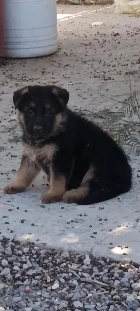 Chiot Berger Allemand