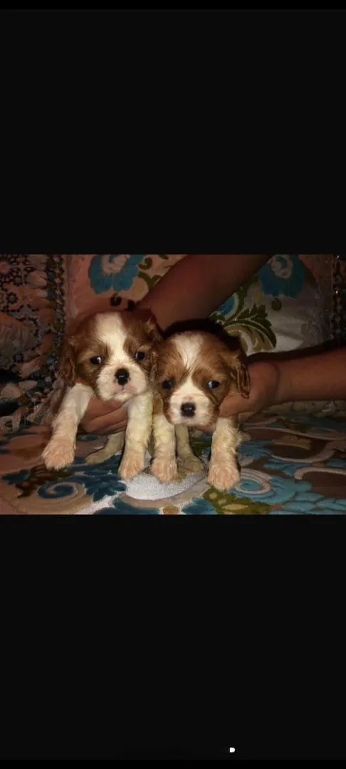 Chiot Cavalier King Charles
