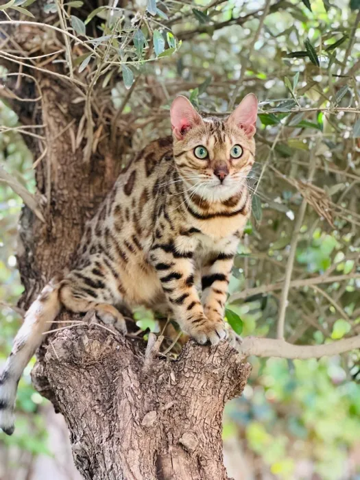 CHAT BENGAL + ARBRE + LITIÈRE AUTO