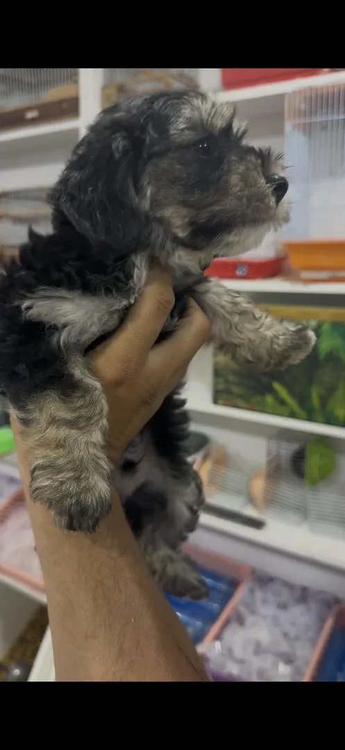 Bichon Maltais
