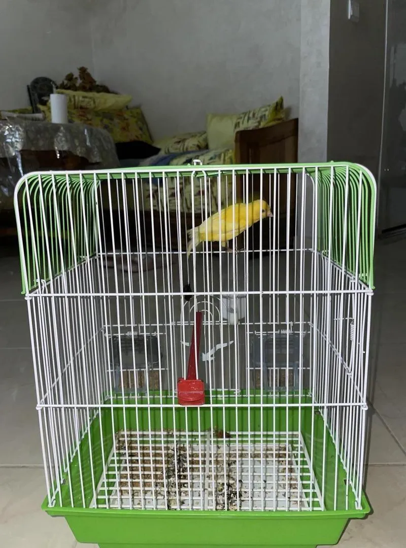 Oiseau canari