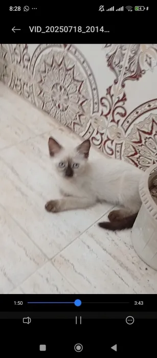 Himalayen
