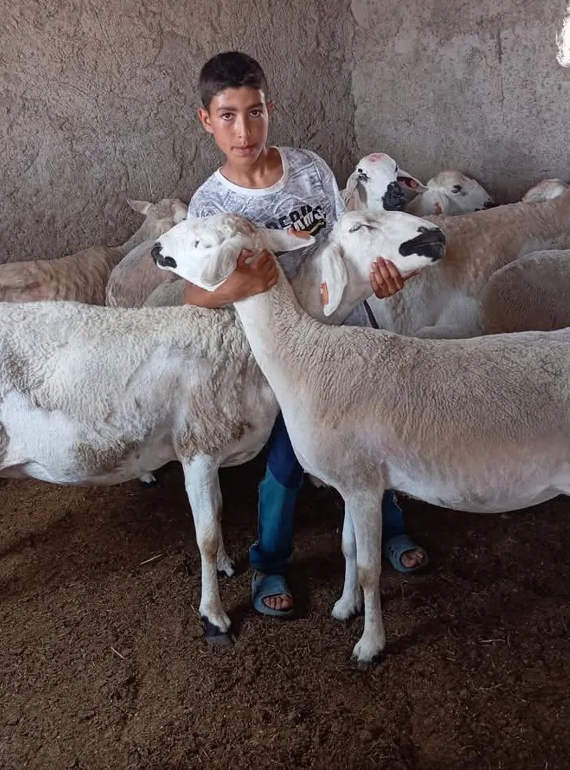 Mouton Sardi excellent, plein de pis