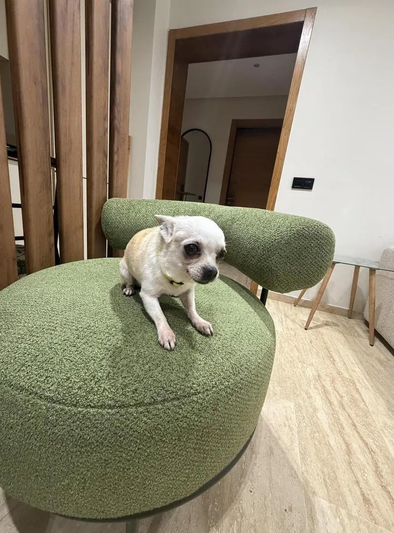 Chihuahua toy