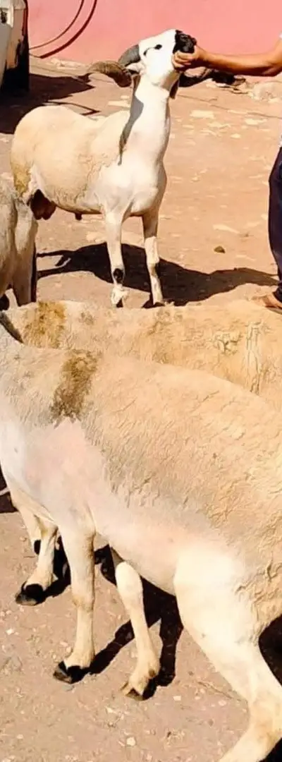 Mouton Sardi de qualité, plein de pis