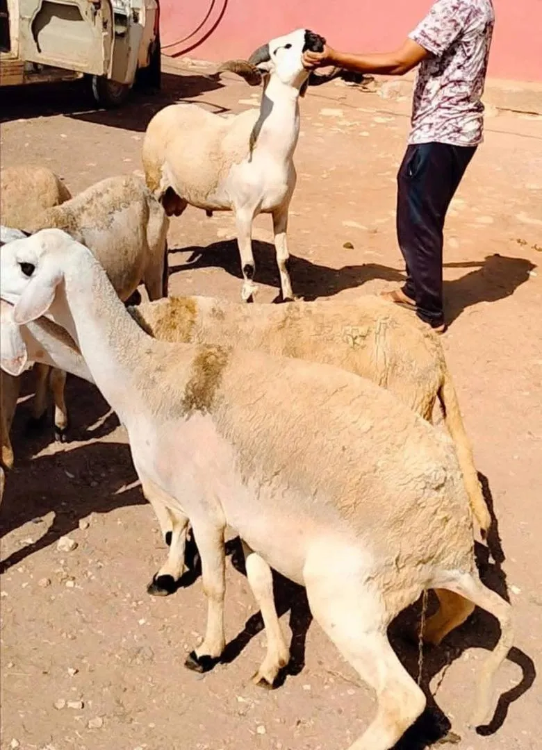 Mouton Sardi de qualité, plein de pis
