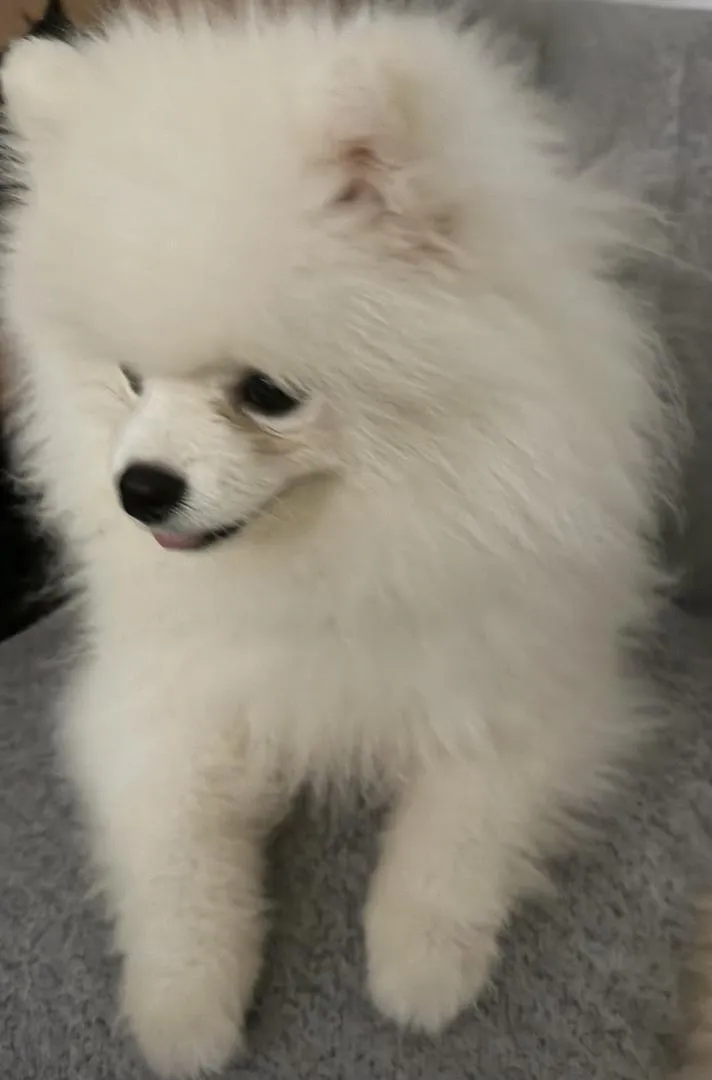 Spitz Poméranie