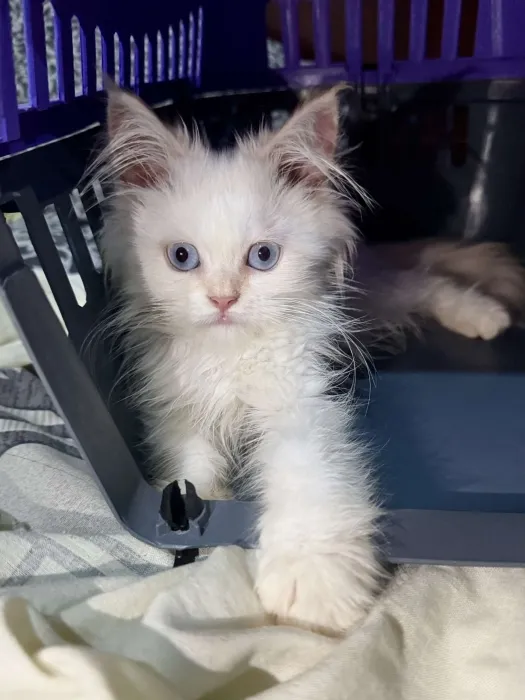 Chat avec cage