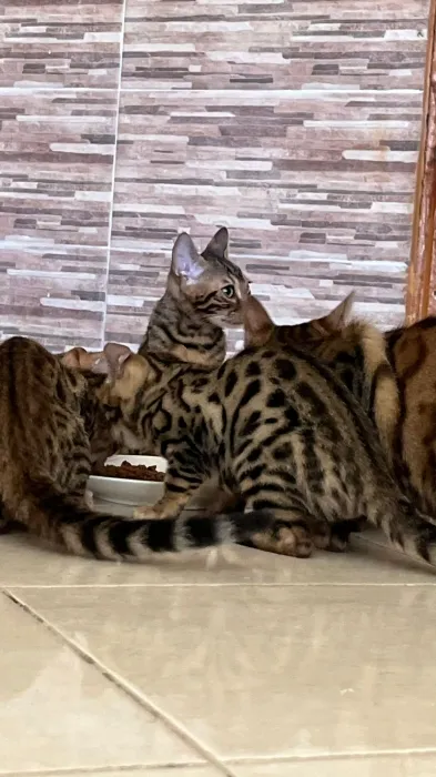 Bengals dispo