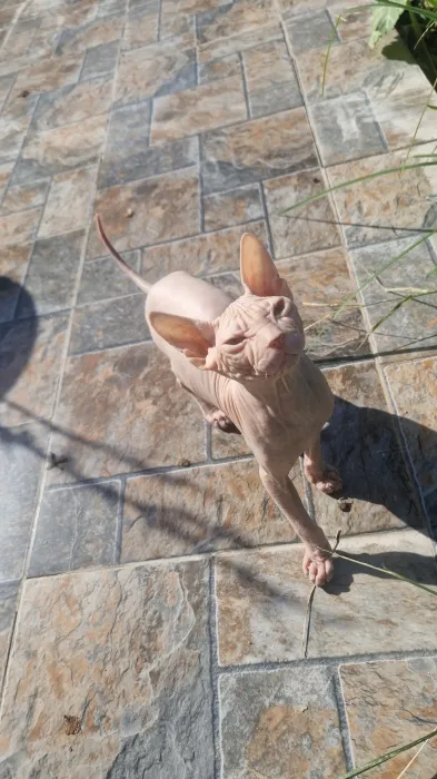 Sphynx