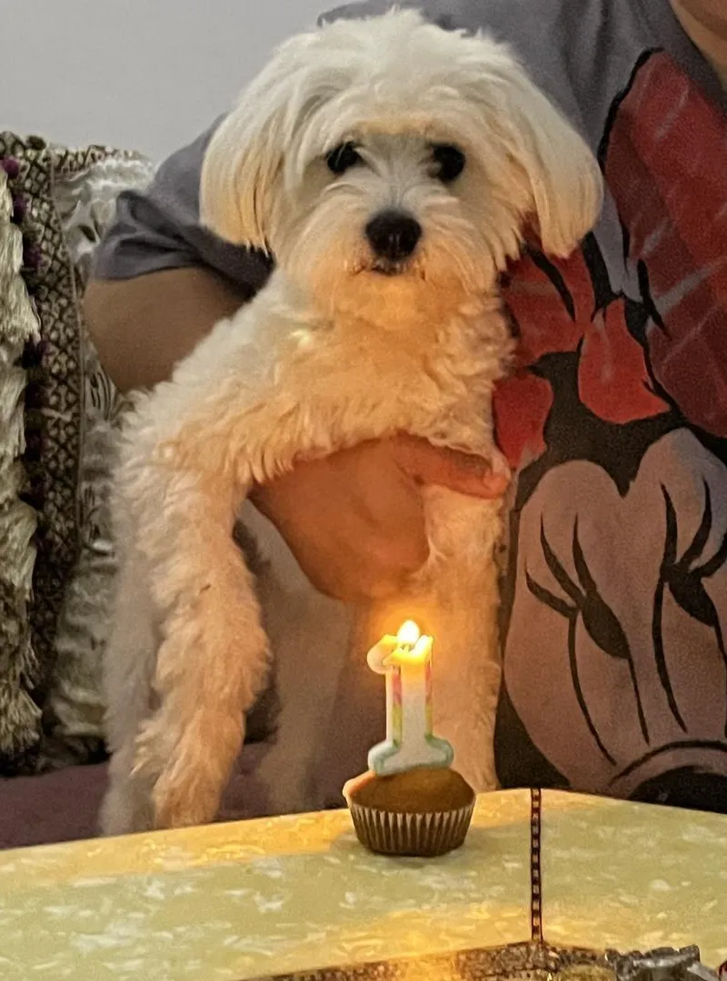 Chien Caniche-Bichon