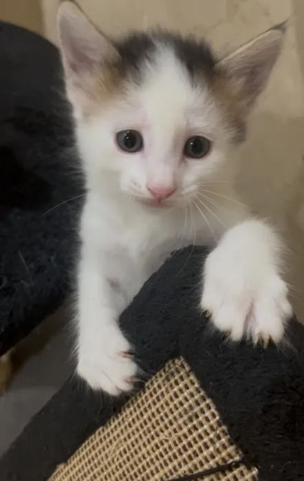 Châton de 2 mois sur casablanca