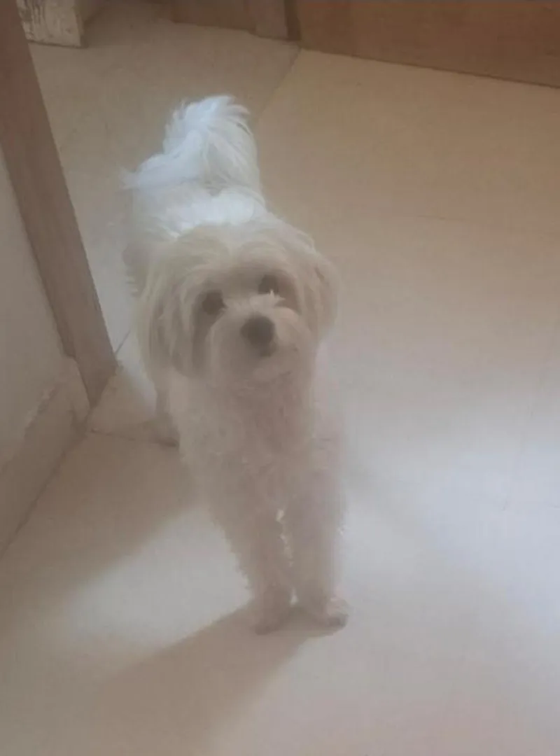 Chien mâle Bichon Maltais à vendre