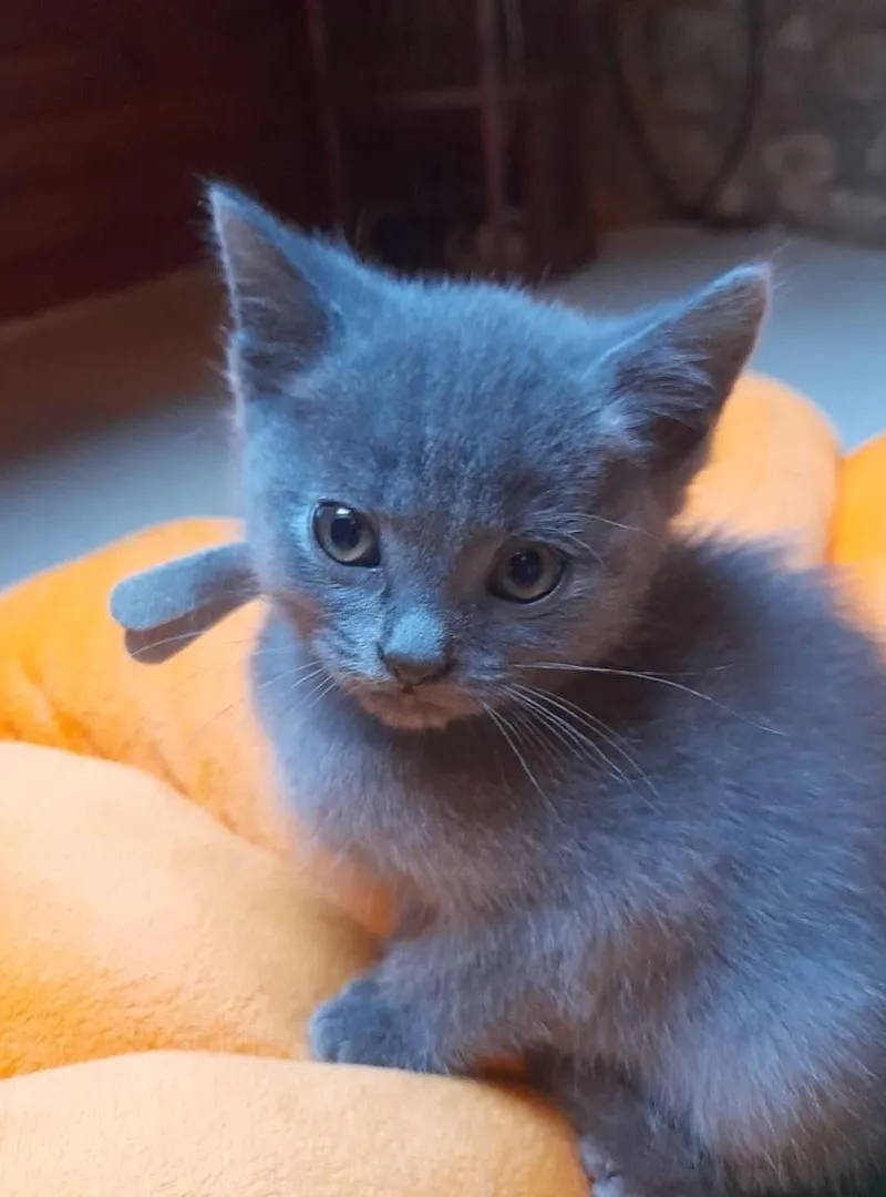 bébé chaton bleuress