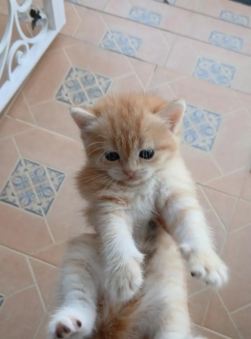 Scottish straight orange/blanc
