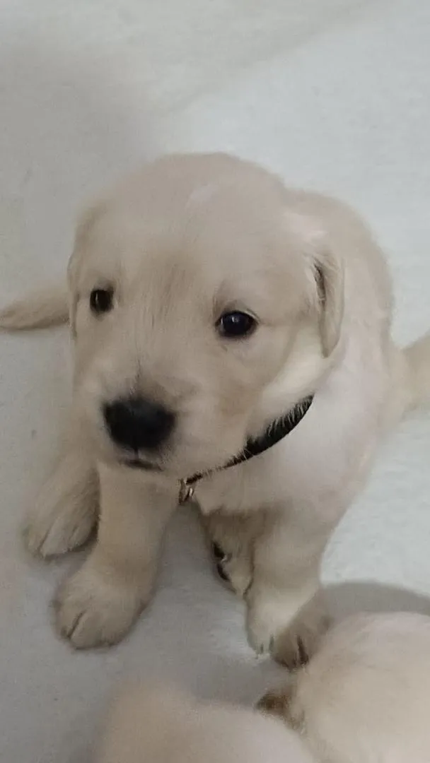 Chiots Golden Retriever