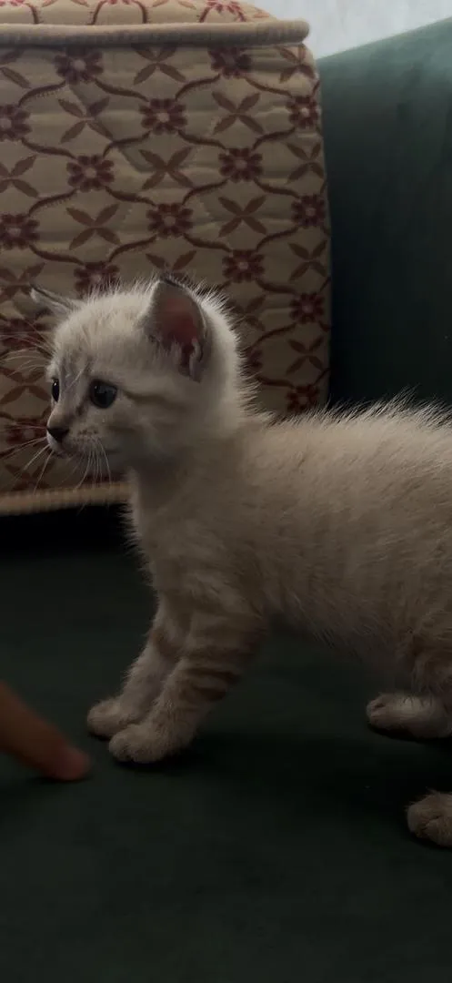 Chat chaton de race