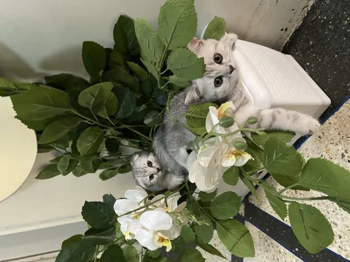 scottish fold