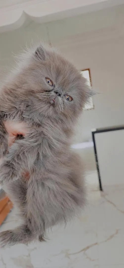 Chat persan
