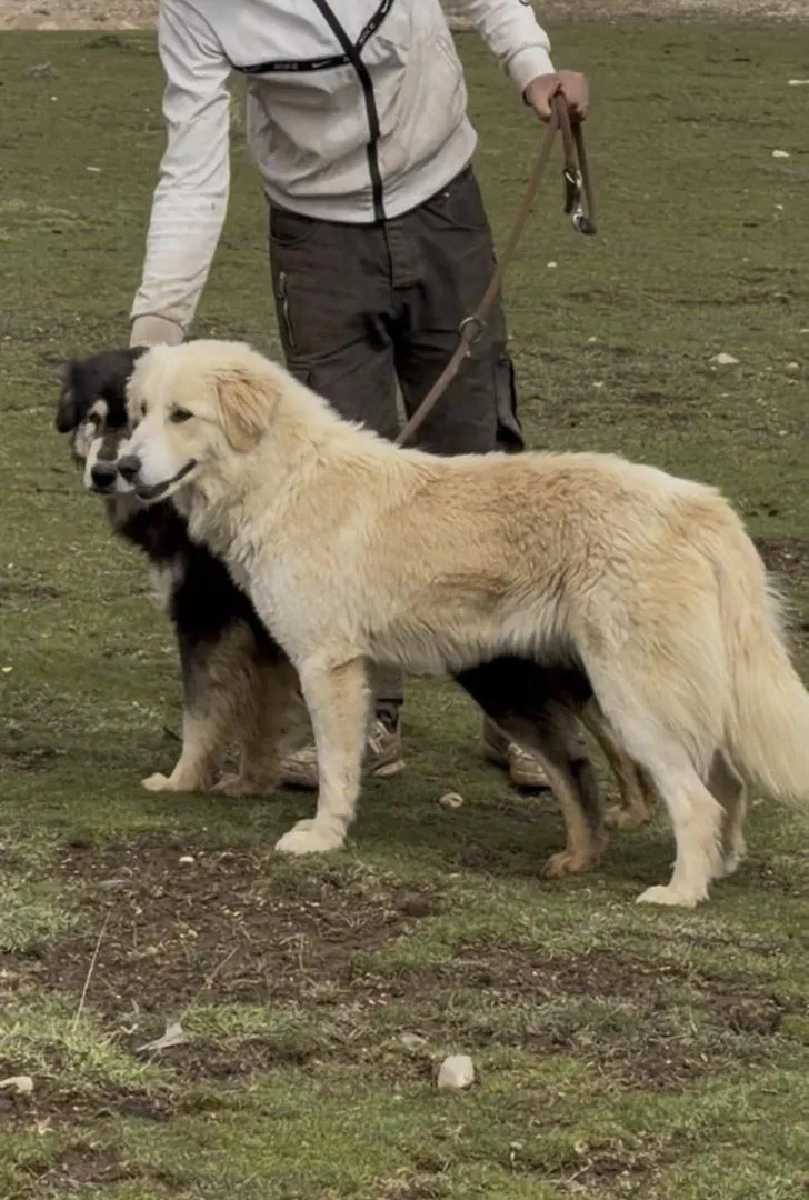 Chiot Montagne de l’Atlas Aidi