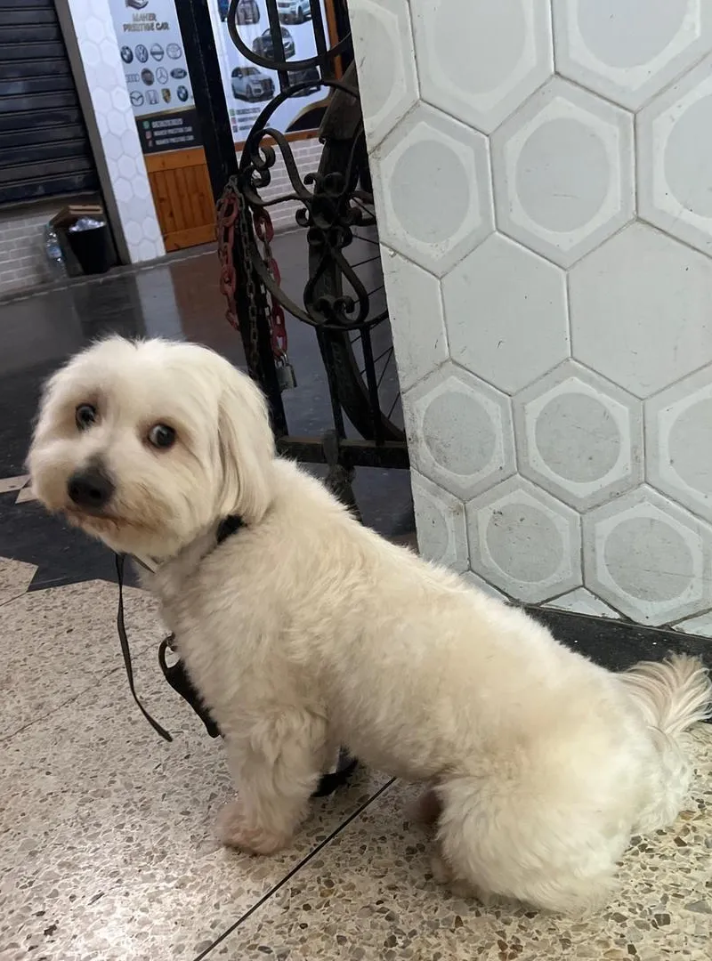 Bichon Maltais