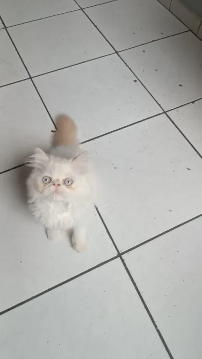 Chaton persan