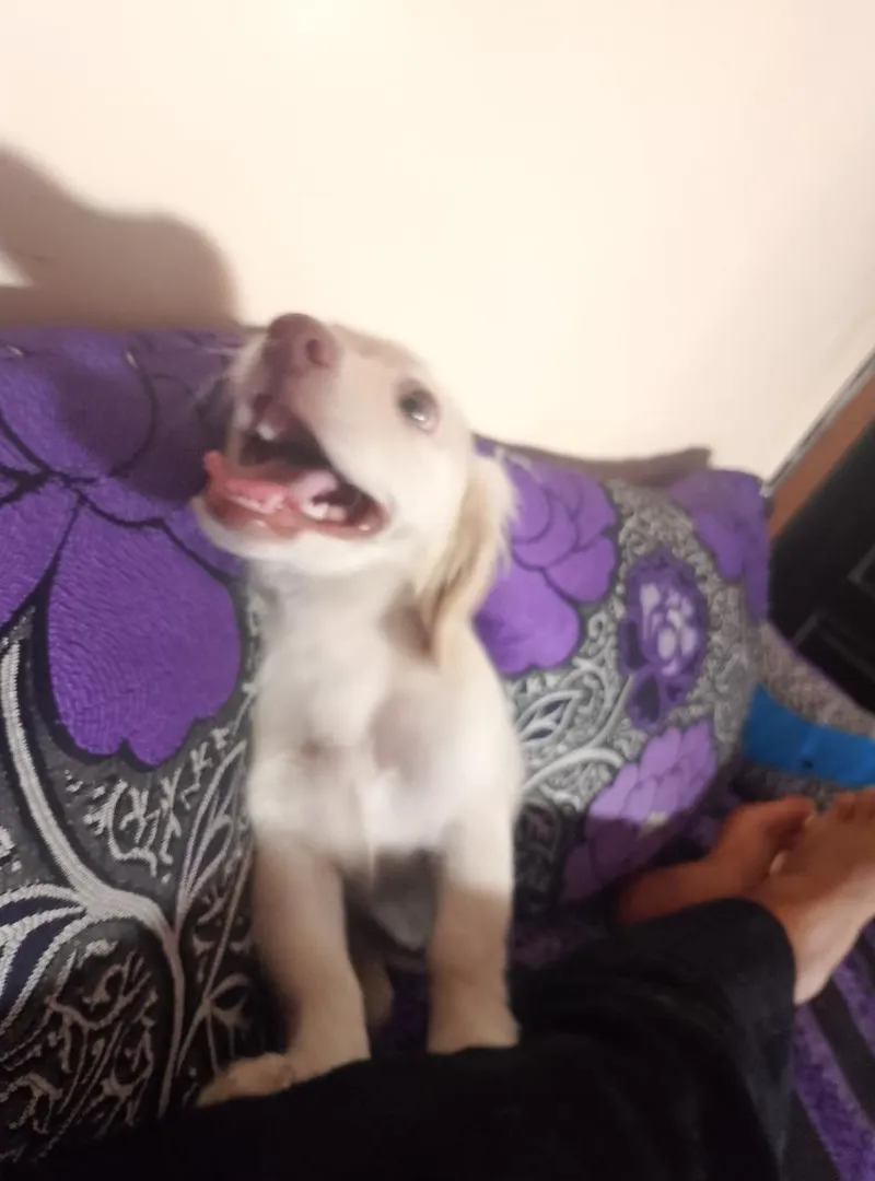 Chiot de race mixte