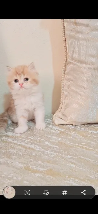 Chat persan himalaya