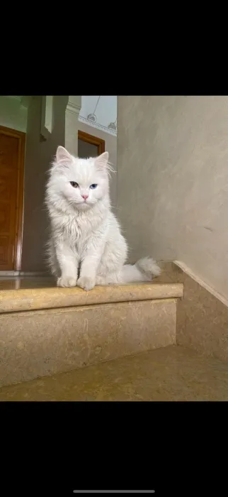 Angora turc