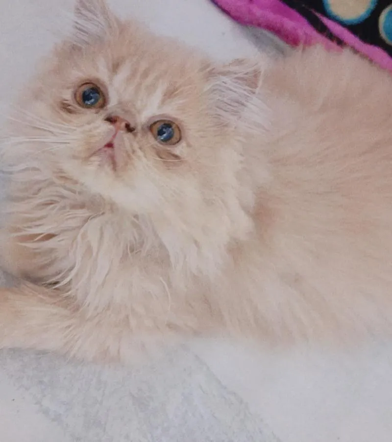 Chaton persan