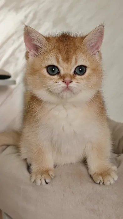 British shorthair