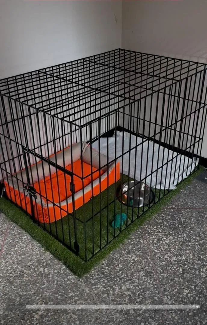 Cage de chien