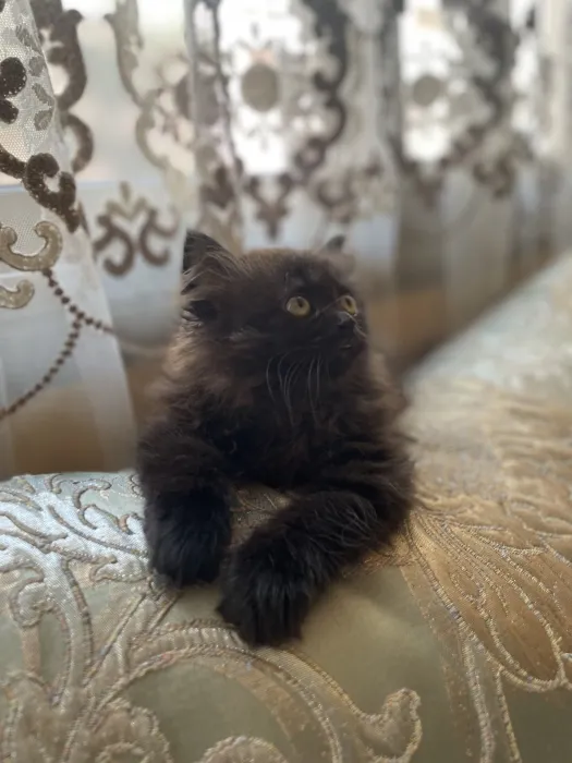 Chat persan