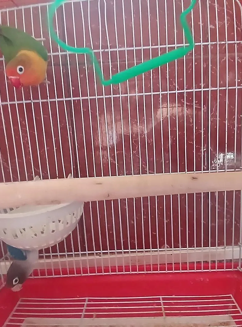 Oiseau d'amour Fischer
