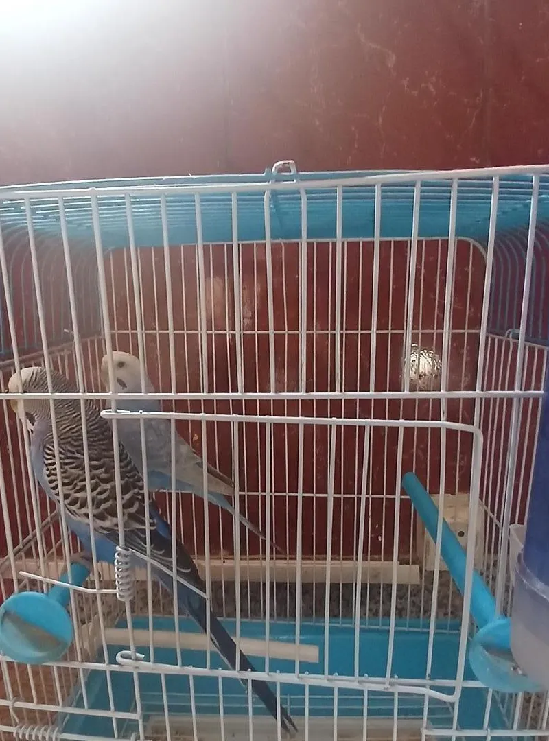 2 oiseaux perruches avec cage