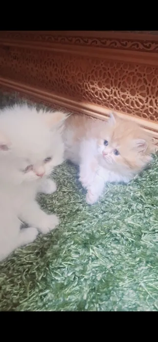 Chatton persan mon face