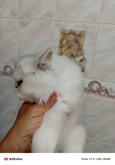 persan chinchilla