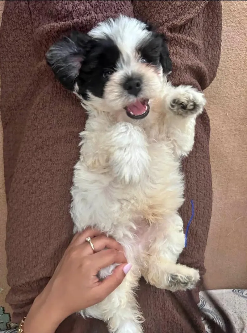 Bichon Havanais