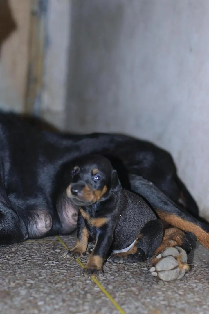 Chiots Doberman à vendre