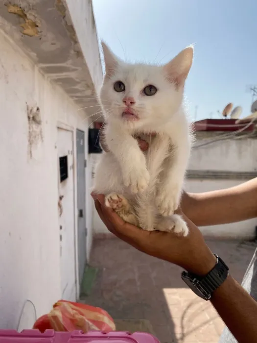 Chaton Angora à vendre