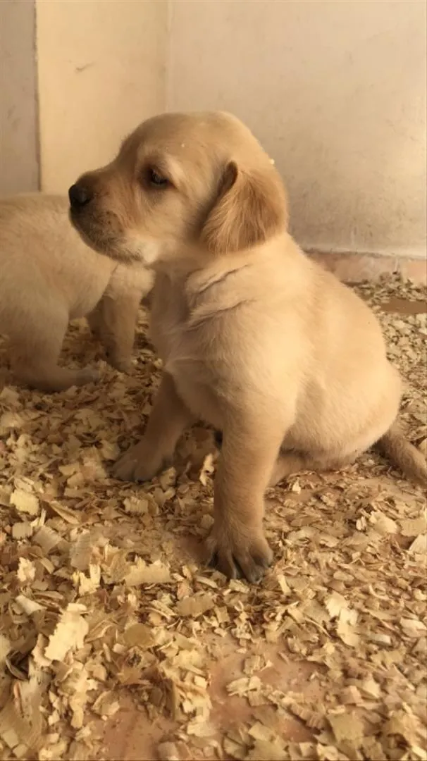 Chiot Labrador