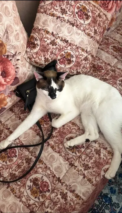 Snowshoe