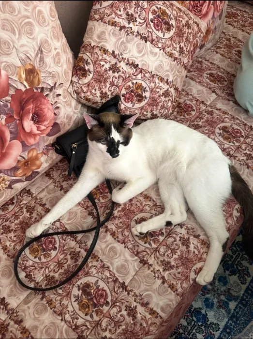 Snowshoe